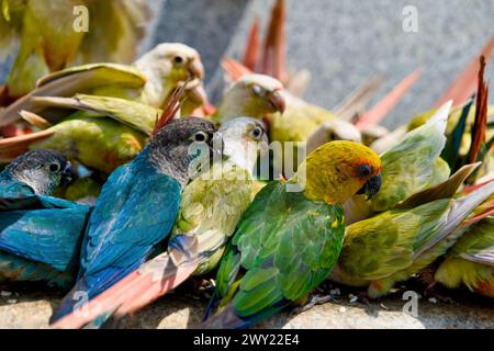 A vibrant image showcasing several colorful parrots perched on a weathered concrete bench Stock Photo