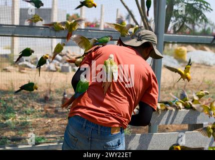 A gentle soul offers a treat to a curious flock of parrots in a sunny park Stock Photo
