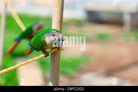 A stunning close-up portrait of a colorful parrot perched on a rope swing in a vibrant garden Stock Photo