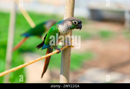 A stunning close-up portrait of a colorful parrot perched on a rope in a lush, green garden Stock Photo