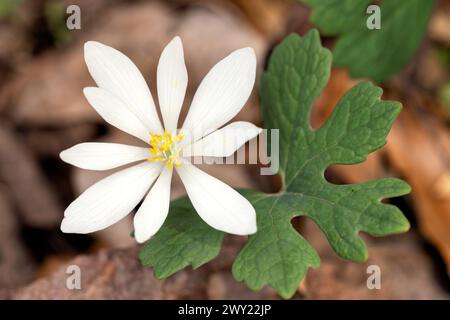 Bloodroot flower (Sanguinaria canadensis) - Pisgah National Forest, Brevard, North Carolina, USA [Shallow Depth of Field] Stock Photo