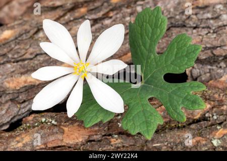 Bloodroot flower (Sanguinaria canadensis) - Pisgah National Forest, Brevard, North Carolina, USA Stock Photo
