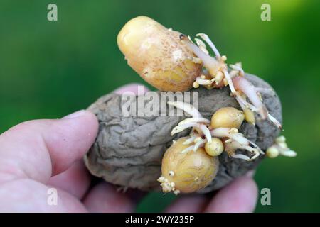 Secondary tuber growth caused by glyphosate phytotoxicity. Stock Photo