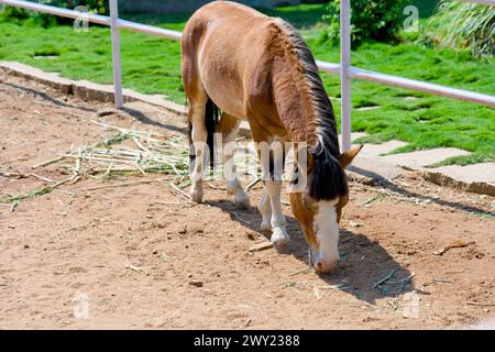 A close-up photo of a horse's head on a sunny farm, with a blurred background. Stock Photo