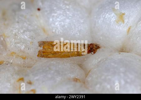 Abandoned by a moth pupa of Indian mealmoth (Plodia interpunctella) on a rice wafer. Stock Photo