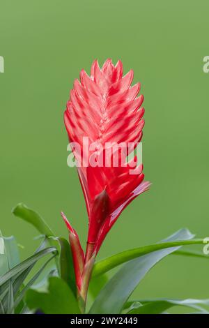 Close up of a vriesea cristiane flower in bloom Stock Photo