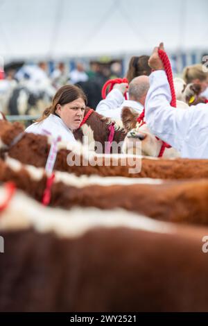 Showing beef cattle at the Westmorland County Show near Kendal, Cumbria, September 2022 Stock Photo