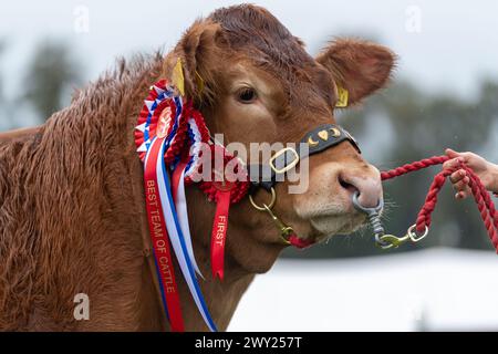 Showing beef cattle at the Westmorland County Show near Kendal, Cumbria, September 2022 Stock Photo