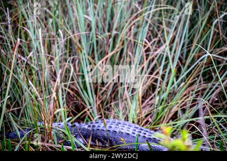 Selective focus on sawgrass in the swamp of the Florida Everglades with ...