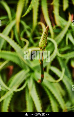 flowering Aloe elgonica (Mt. Elgon Aloe), Machico, Portugal, Europe Stock Photo