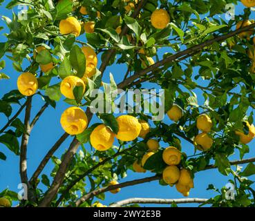Ripe lemon fruits on lemon tree and blue sky at the background. View at the lemon tree from below. Stock Photo