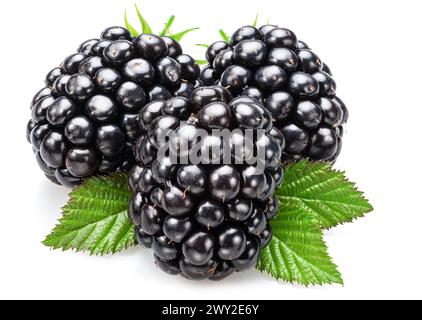 Backberries and blackberry leaves isolated on white background. Stock Photo