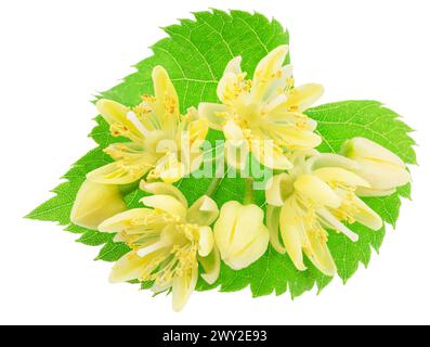 Linden flowers or lime tree flowers on white background. File contains clipping path. Stock Photo