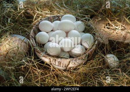 White chicken eggs in the straw nest in the chicken coop. Stock Photo