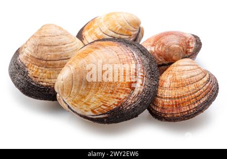 Edible raw clams isolated on white background. Delicacy food. Stock Photo