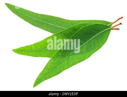 Fresh Eucalyptus leaves on white background. File contains clipping paths. Stock Photo