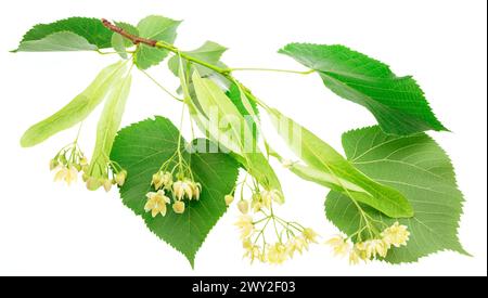 Linden flowers or lime tree flowers isolated on white background. Stock Photo