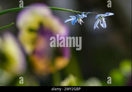 Berlin, Germany. 31st Mar, 2024. The blue flower of a scilla grows behind horned violets. Credit: Jens Kalaene/dpa/Alamy Live News Stock Photo