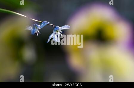 Berlin, Germany. 31st Mar, 2024. The blue flower of a scilla grows behind horned violets. Credit: Jens Kalaene/dpa/Alamy Live News Stock Photo