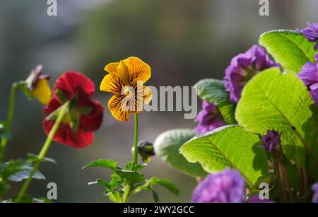 Berlin, Germany. 31st Mar, 2024. Horned violets and a primrose growing in a bed. Credit: Jens Kalaene/dpa/Alamy Live News Stock Photo