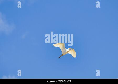 Bright white cattle egret flying overhead against a brilliant blue sky. Stock Photo