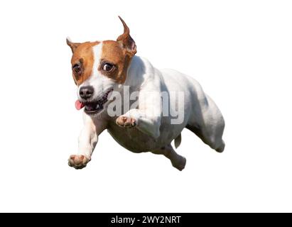 Happy Jack Russell Terrier Puppy Dog Flying Up in The Air Isolated on White. Stock Photo