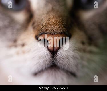 Macro close up cat nose of siamese lynx point cat with blue eyes Stock Photo