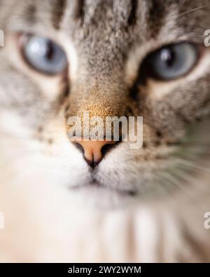 Macro close up cat nose with shallow depth of field Stock Photo