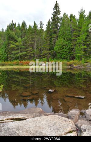 A mesmerizing view of trees with reflection in a lake during susnet in ...