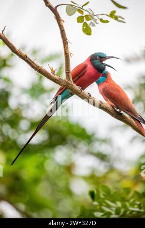 The northern carmine bee-eater (Merops nubicus) is a brightly-coloured bird in the bee-eater family, Meropidae. It is found across northern tropical Stock Photo