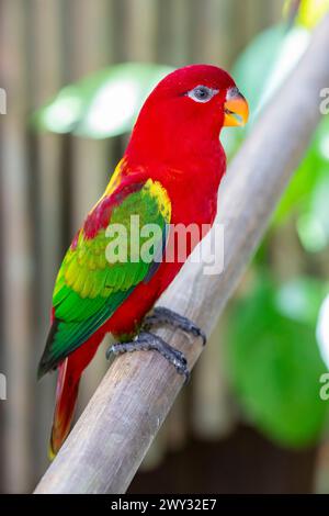 The chattering lory (Lorius garrulus) is a forest-dwelling parrot endemic to North Maluku, Indonesia. It is considered vulnerable. Stock Photo