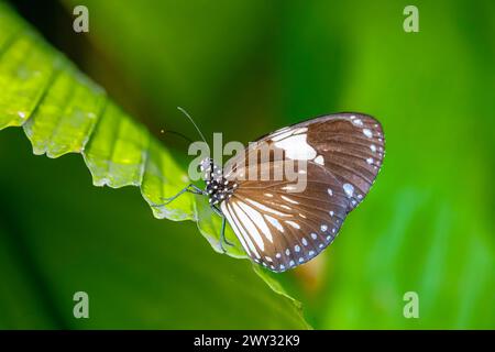 magpie crow (Euploea radamanthus) in  in Entopia penang Malaysia. It is a butterfly found in India and Southeast Asia. Stock Photo