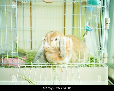 The lop-eared rabbit is an adorable family pet. Stock Photo