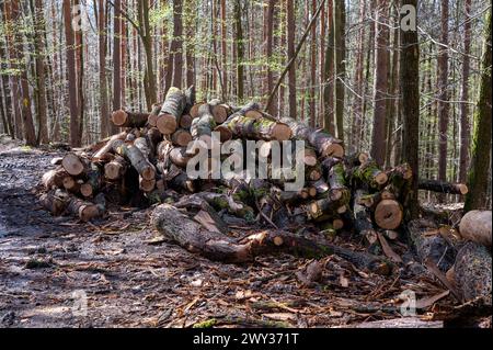 A woodpile of chopped lumber in the forest. A big pile of cut down oak trees. Deforestation. Stock Photo