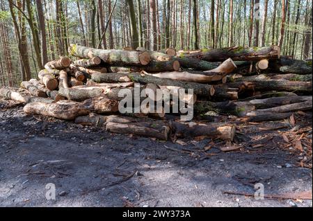 A woodpile of chopped lumber in the forest. A big pile of cut down oak trees. Deforestation. Stock Photo