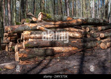 A woodpile of chopped lumber in the forest. A big pile of cut down oak trees. Deforestation. Stock Photo
