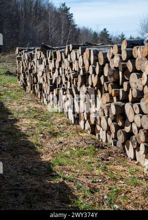 A woodpile of chopped lumber in the forest. A big pile of cut down beech trees. Deforestation. Stock Photo