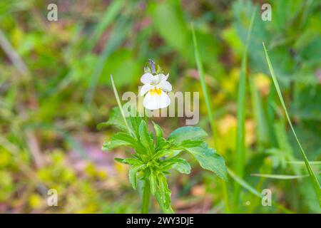 Close-up of a field pansy (Viola arvensis), close-up, nature photo, Neustadt am Ruebenberge, Lower Saxony, Germany Stock Photo