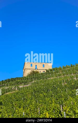 Yburg, Y-Burg, Yberg, Eibenburg, ruins of a hillside castle, historic building, built in the early 14th century, excursion destination, vineyard Stock Photo