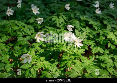 Flowering wood anemone (Anemone nemorosa) in sunlight, Neubeuern, Germany Stock Photo