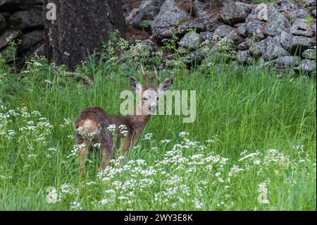 Roe deer, Capreolus capreolus, gran paradiso national park, italy Stock Photo