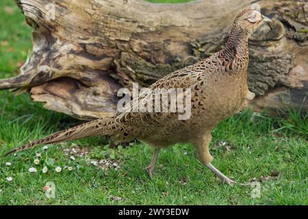 Female pheasant standing in green grass in front of tree stump, looking right Stock Photo