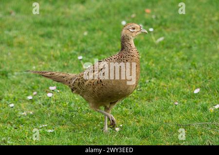 Pheasant female standing in green grass looking right Stock Photo