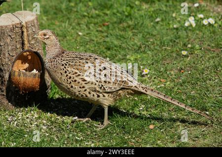 Female pheasant standing in green grass next to tree stump with food bowl on the left looking left Stock Photo