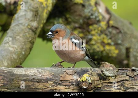 Male chaffinch with food in beak standing on branch looking left Stock Photo