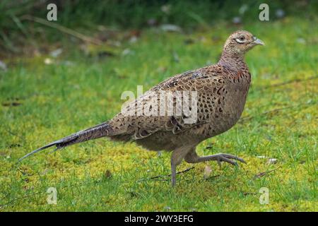 Pheasant female standing in green grass looking right Stock Photo