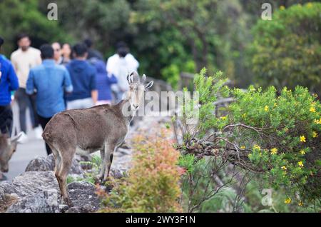 Nilgiri tahr (Nilgiritragus hylocrius, until 2005 Hemitragus hylocrius) or endemic goat species in Eravikulam National Park, behind the park Stock Photo