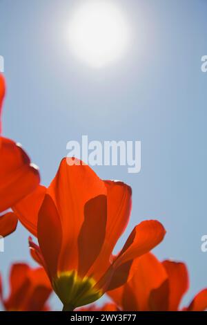 Close-up of bright red and yellow backlighted Tulipa, Tulips and white sunburst in blue sky in spring, Montreal, Quebec, Canada Stock Photo