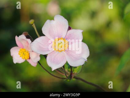 Chinese anemone (Anemone hupehensis), North Rhine-Westphalia, Germany Stock Photo
