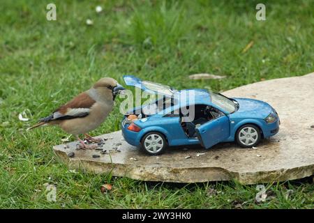 Hawfinch female with food in beak next to blue Audi TT model car standing on stone slab in green grass on the right Stock Photo